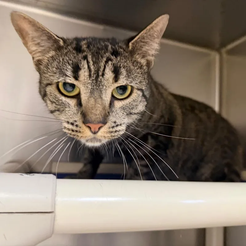 An adult medium-sized female Domestic Short Hair cat named Aurora for adoption in Perkiomenville, PA