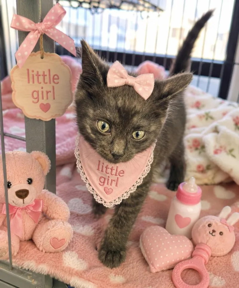 A baby small-sized female Domestic Short Hair cat named Cammy for adoption in Washington Court House, OH