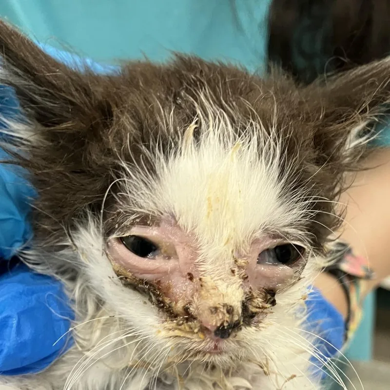 A baby small-sized female Black Domestic Medium Hair cat named Miko for adoption in Las Cruces, NM