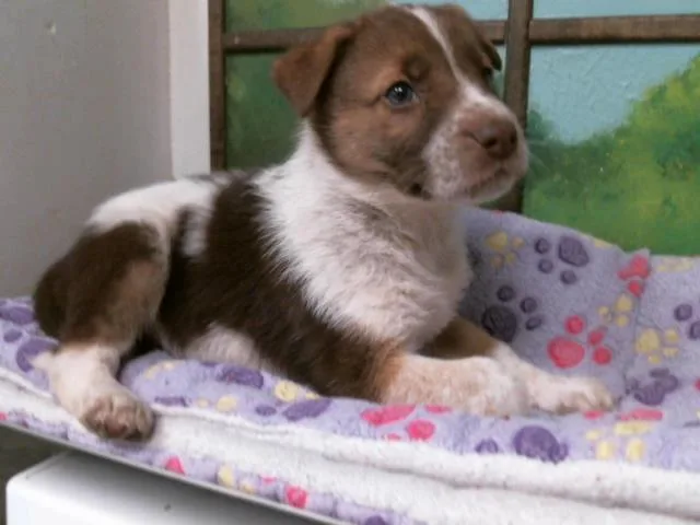 A baby small-sized male German Shepherd Dog dog named Goose for adoption in Houston, TX