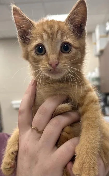 A baby small-sized male Domestic Short Hair cat named Spaghetti O for adoption in Fishers, IN