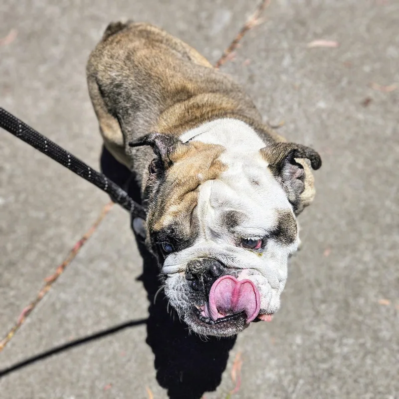 An adult large-sized male English Bulldog dog named Reginald for adoption in Oakland, CA