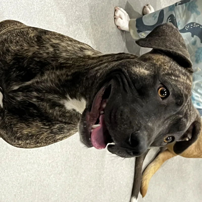 An adult medium-sized female Pit Bull Terrier dog named Matilda for adoption in Phoenix, AZ