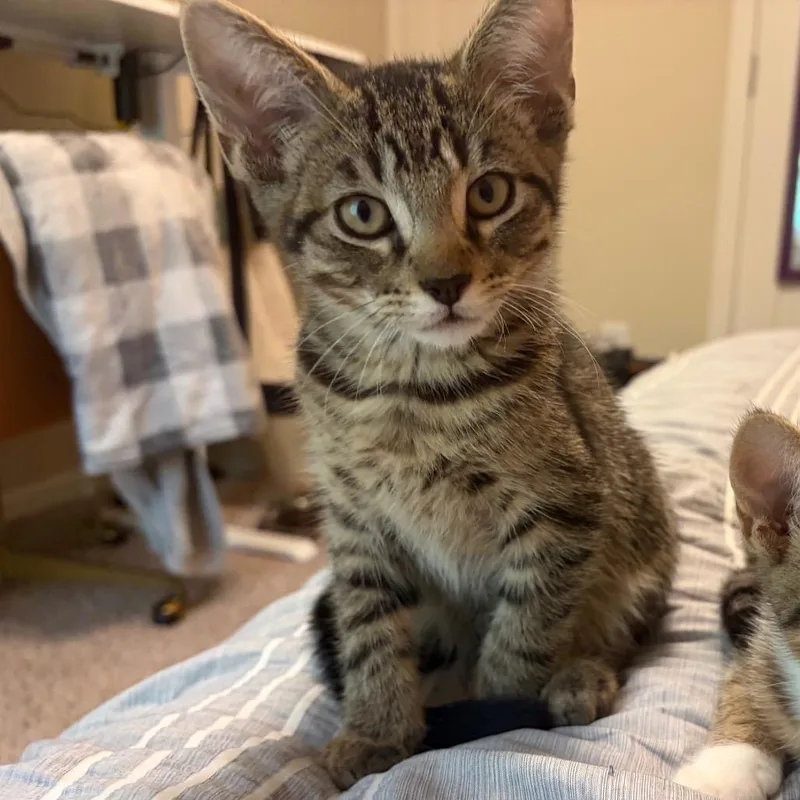 A baby small-sized male Brown / Chocolate Domestic Short Hair cat named Bill for adoption in Georgetown, KY