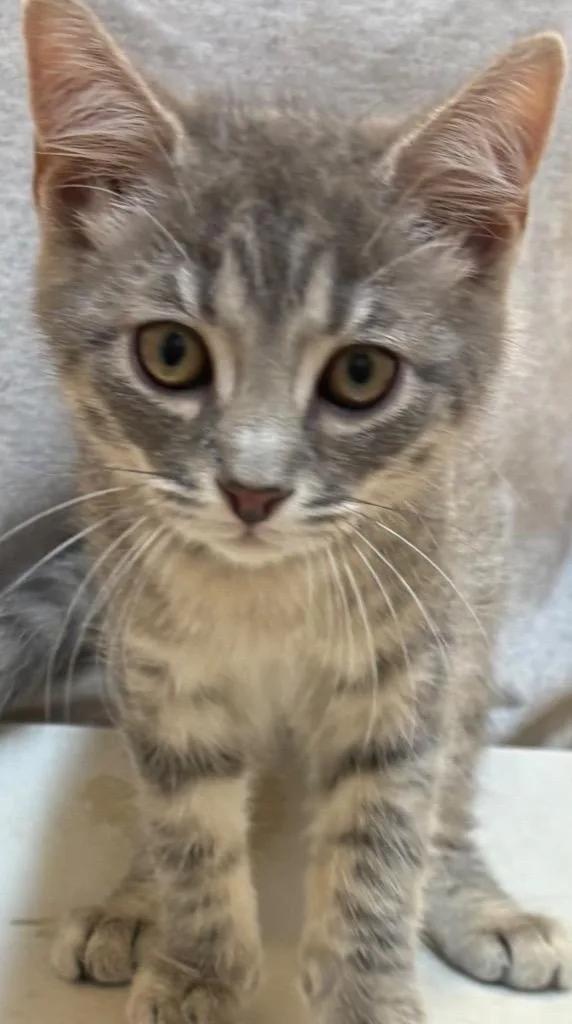 A baby small-sized male Domestic Short Hair cat named Patton for adoption in Elizabethton, TN