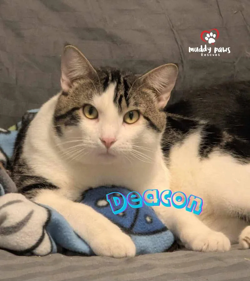 A young medium-sized male Domestic Short Hair cat named Alphabet Litter: Deacon for adoption in Council Bluffs, IA