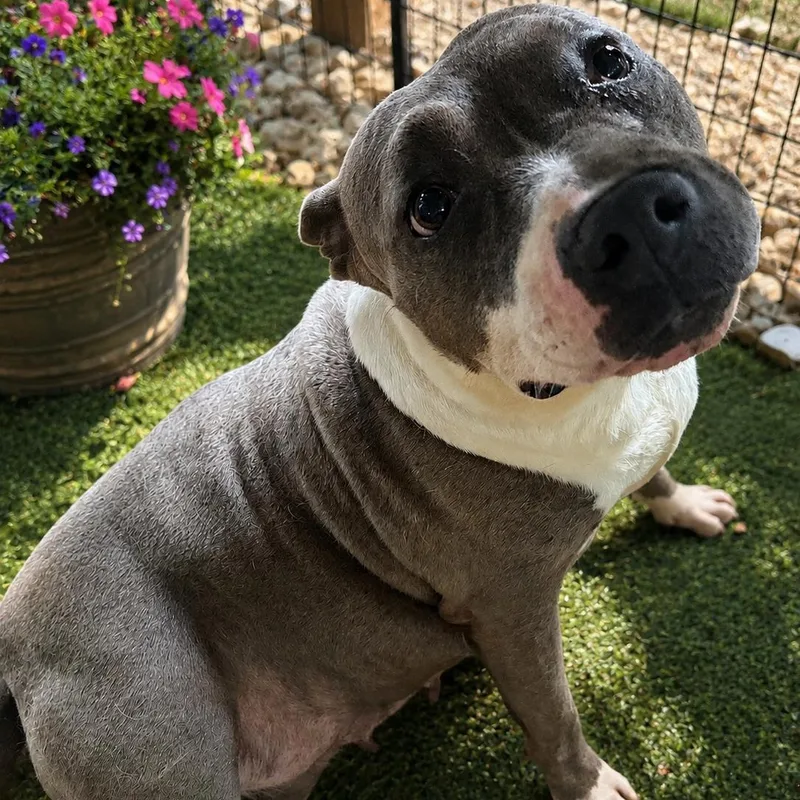 A young large-sized female Pit Bull Terrier dog named Magnolia for adoption in Fosters, AL