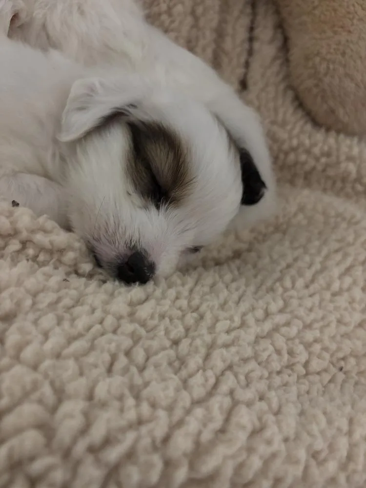 Baby Brooklyn thumbnail 2