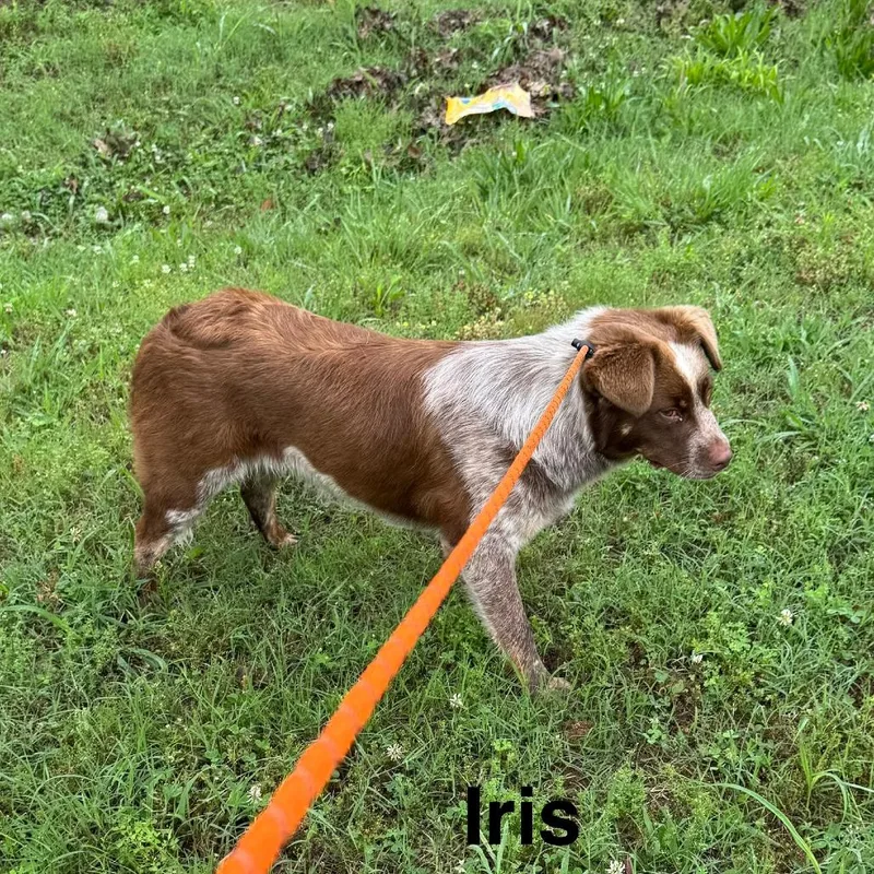 Iris thumbnail 2