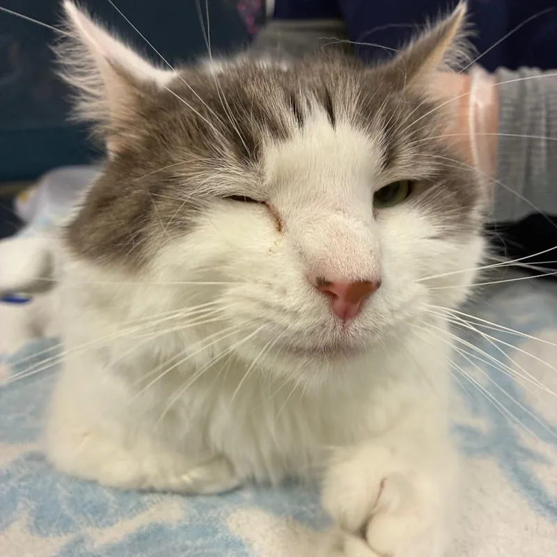 An adult large-sized male Gray / Blue / Silver Domestic Medium Hair cat named William for adoption in Vineland, NJ