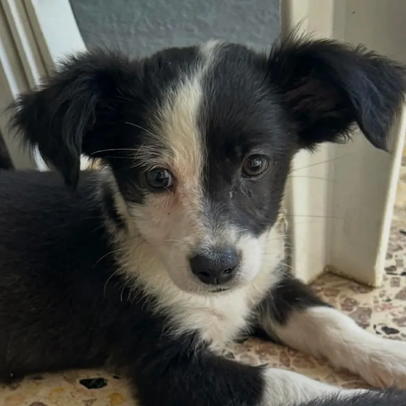 A baby small-sized female Black Spaniel dog named Tulip for adoption in Carmel, NY