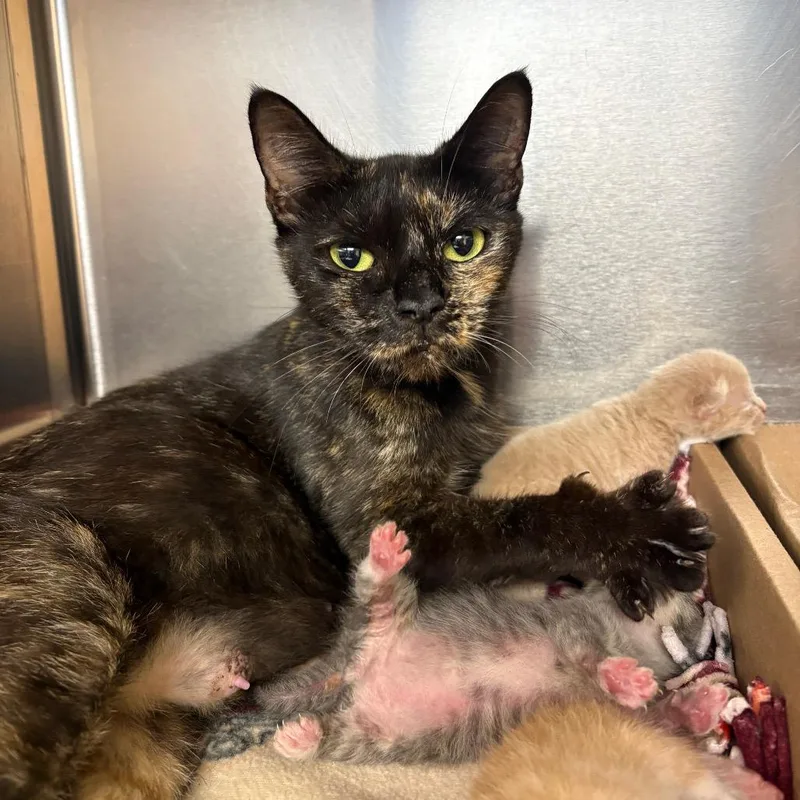 An adult medium-sized female Tortoiseshell Domestic Short Hair cat named Rosemary for adoption in Newark, NJ