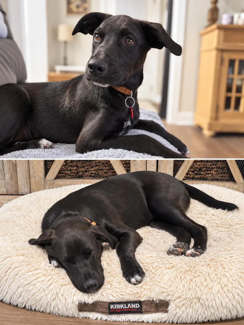 A baby medium-sized female Labrador Retriever dog named Vienna for adoption in Nashville, TN