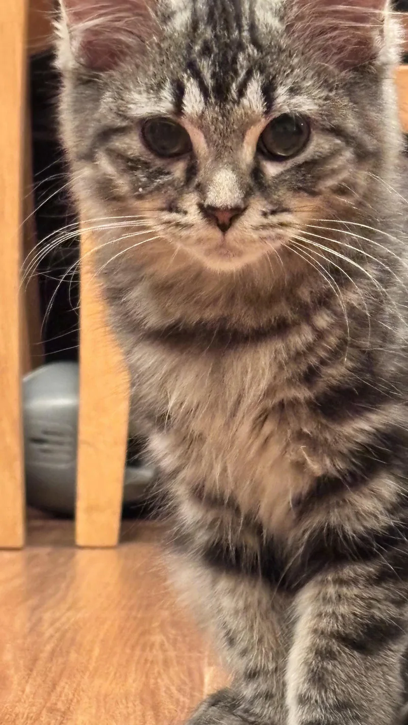 A baby medium-sized female Domestic Medium Hair cat named Blossom for adoption in Herndon, VA