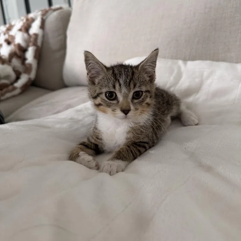 A baby medium-sized female Tabby (Brown / Chocolate) Domestic Short Hair cat named Sailor Uranus for adoption in Chattanooga, TN
