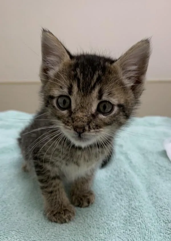 A baby small-sized male Domestic Short Hair cat named Deku for adoption in Santa Rosa, CA