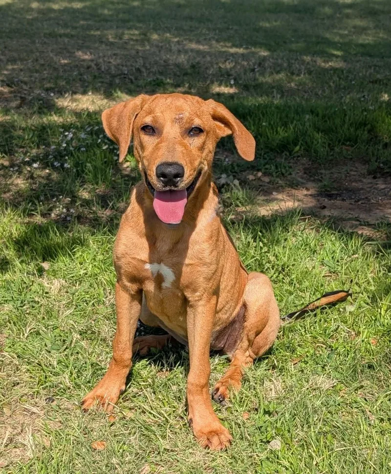 A young medium-sized female Golden Labrador Retriever dog named Tangerine for adoption in Cleburne, TX