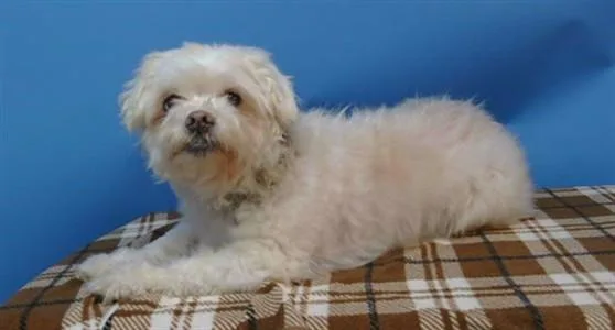 A senior small-sized female Maltese dog named Queeny for adoption in Gardena, CA