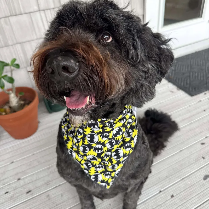 An adult large-sized male Black Bernedoodle dog named Mav for adoption in New Port Richey, FL