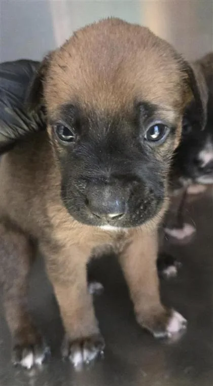 A baby large-sized male Yellow / Tan / Blond / Fawn Mixed Breed dog named 60780628 for adoption in El Paso, TX