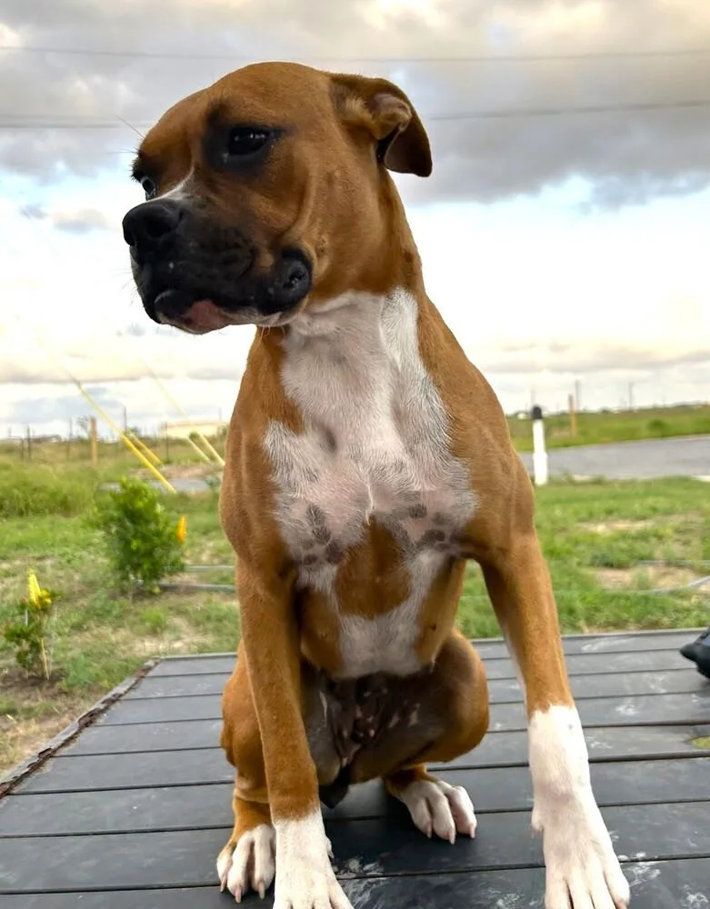 Chata Ii thumbnail 2