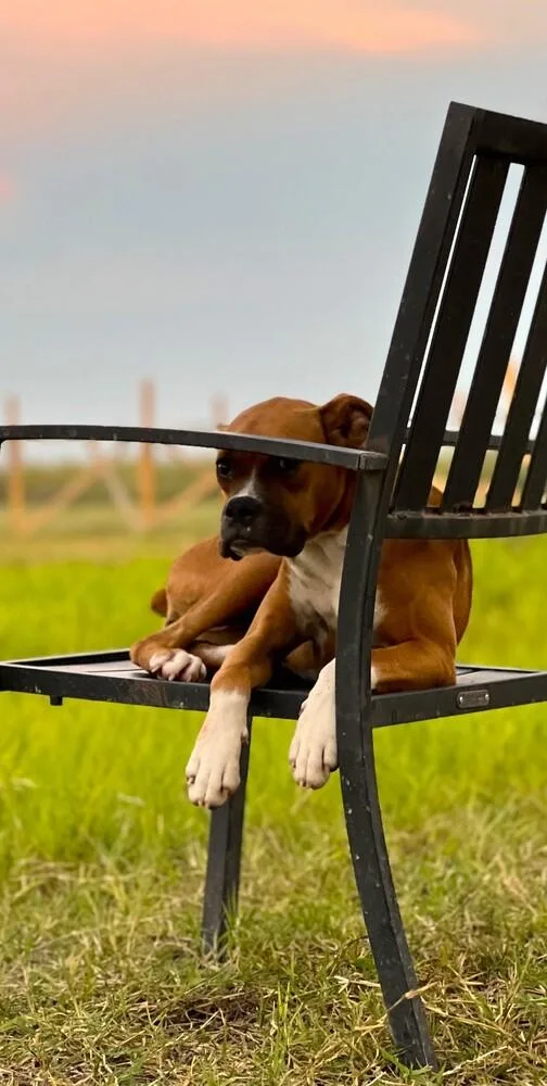 Chata Ii thumbnail 3