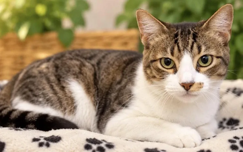 An adult medium-sized female Tabby cat named Mariana for adoption in Margate, FL