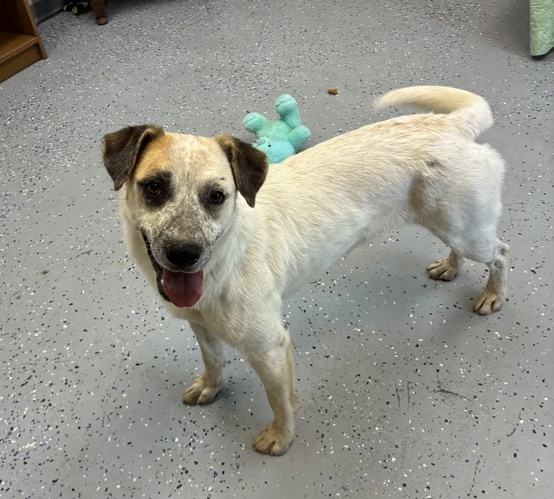 An adult medium-sized female White / Cream Cattle Dog dog named Mae Mae for adoption in Senatobia, MS