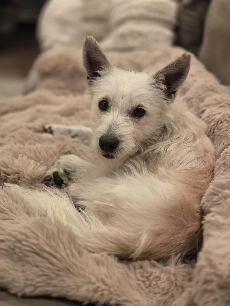 An adult small-sized male White / Cream Terrier dog named Jack for adoption in Plymouth, MN