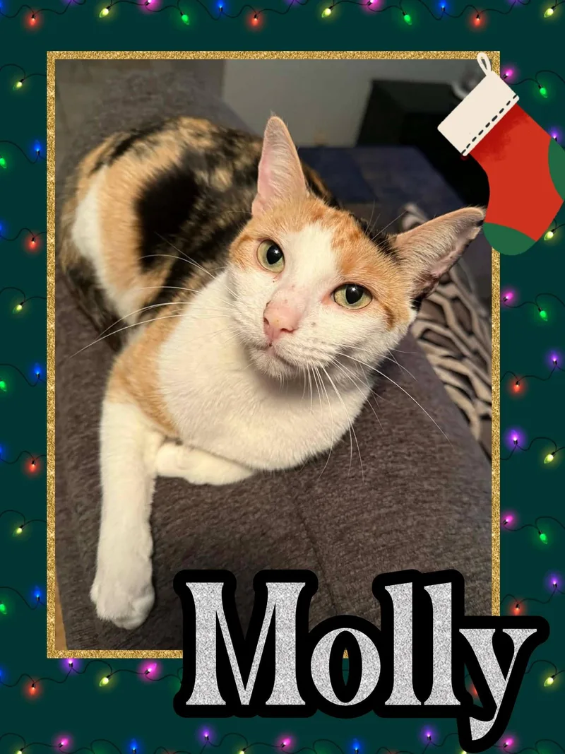 A young medium-sized female Calico Calico cat named Molly for adoption in Bendersville, PA