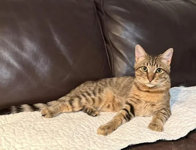 A young medium-sized male Brown / Chocolate Domestic Short Hair cat named Major for adoption in Houston, TX