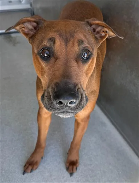 An adult large-sized female Pit Bull Terrier dog named Raya for adoption in Lancaster, CA
