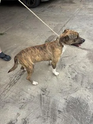 A young medium-sized male Pit Bull Terrier dog named Roland for adoption in Honolulu, HI