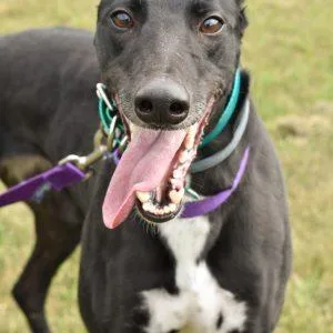 An adult medium-sized female Greyhound dog named Xt'S Deere for adoption in grandville, MI