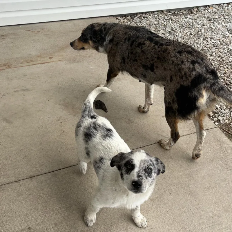 An adult small-sized female Australian Cattle Dog / Blue Heeler dog named Lassie for adoption in Normal, IL
