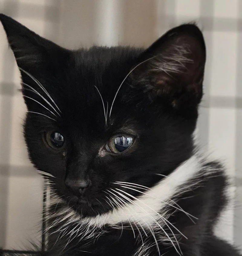 A baby small-sized female Black & White / Tuxedo Domestic Short Hair cat named Fallon for adoption in Lovingston, VA