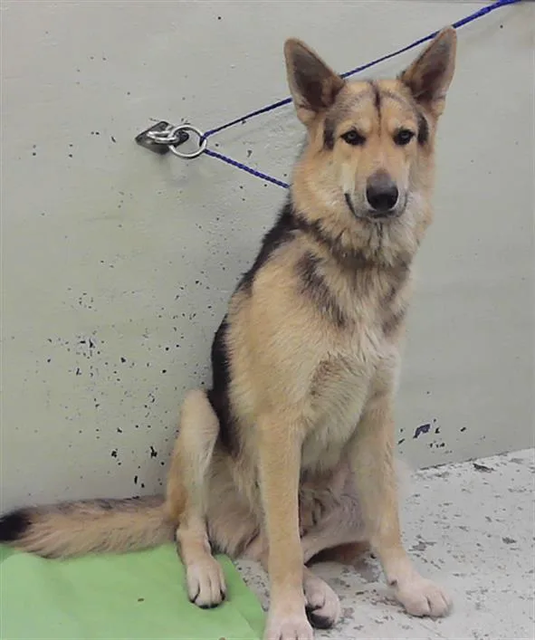 A young large-sized male German Shepherd Dog dog named Vilkas for adoption in Houston, TX