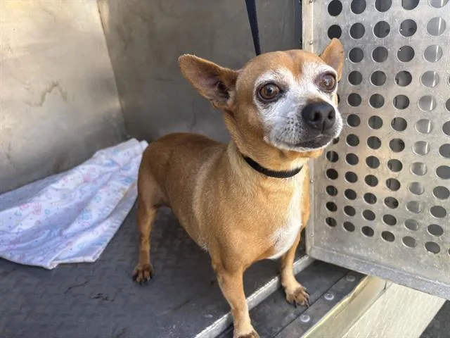 A senior small-sized male Chihuahua dog named Davian for adoption in Fairfield, CA