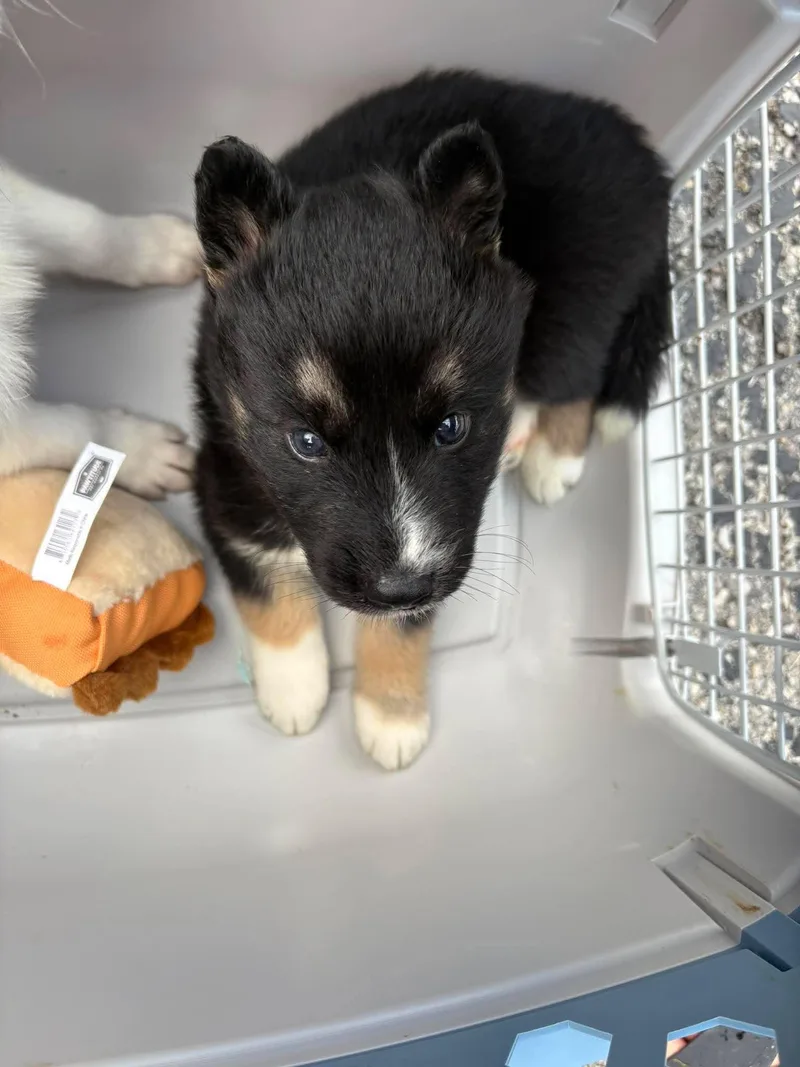 Zeus
