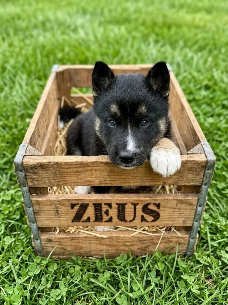Zeus thumbnail 2