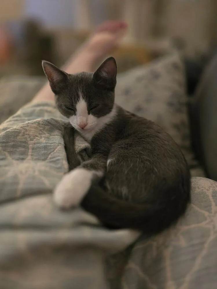 A baby small-sized female Gray & White Domestic Short Hair cat named BibiSofia for adoption in Papillion, NE