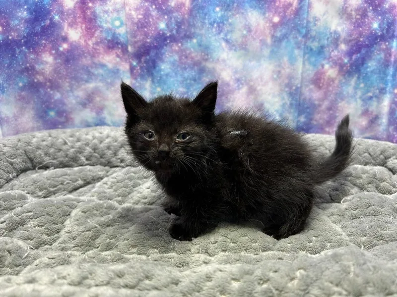 A baby small-sized male Domestic Short Hair cat named Zorro for adoption in Washington Court House, OH