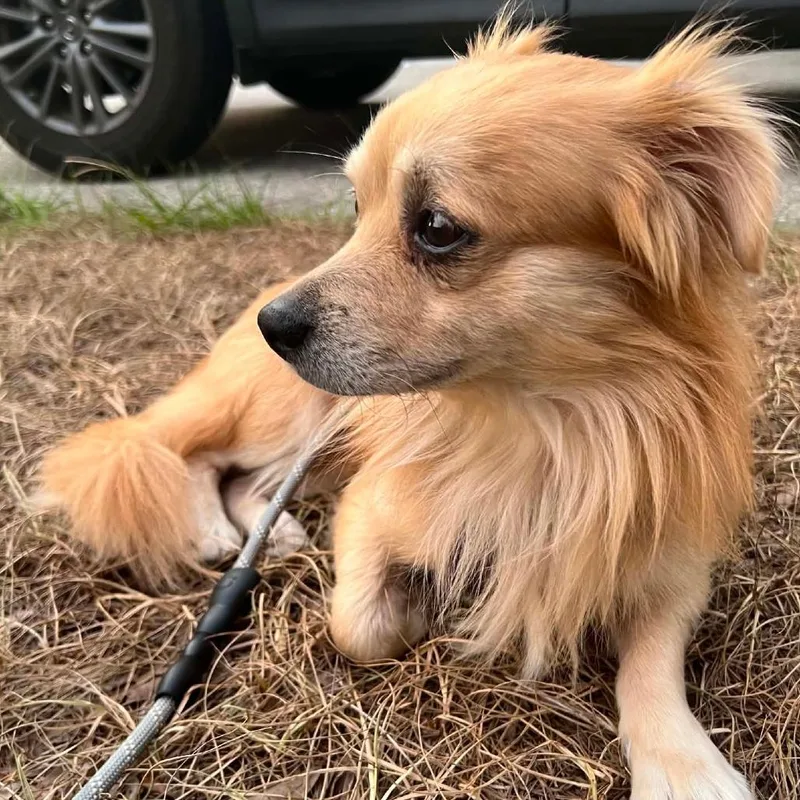 Peanut