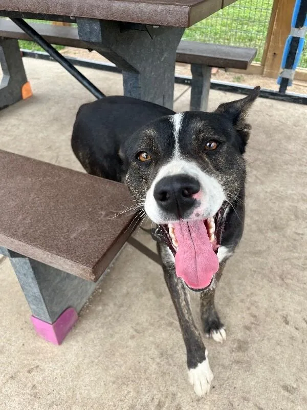 An adult medium-sized female Brindle Mixed Breed dog named Love's for adoption in Fort Collins, CO