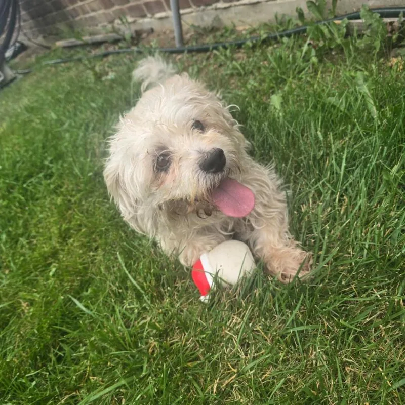 A senior small-sized male Yellow / Tan / Blond / Fawn Shih Tzu dog named Rocky for adoption in Martinsburg, WV