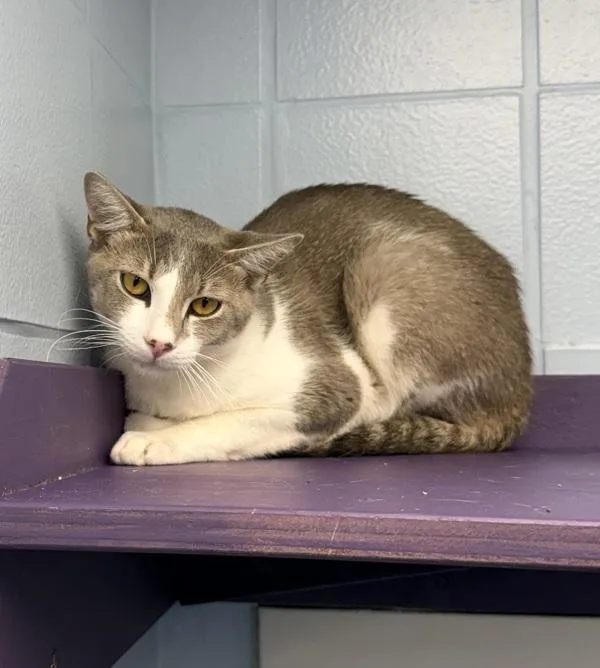 An adult medium-sized male Domestic Short Hair cat named Nibbles for adoption in Canton, GA