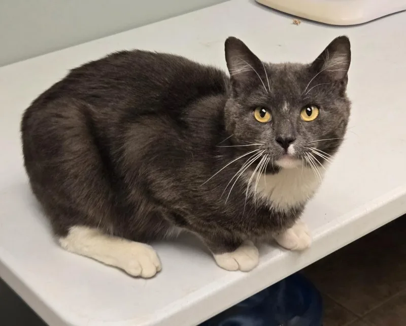 An adult large-sized male Domestic Short Hair cat named Humvee for adoption in Viroqua, WI
