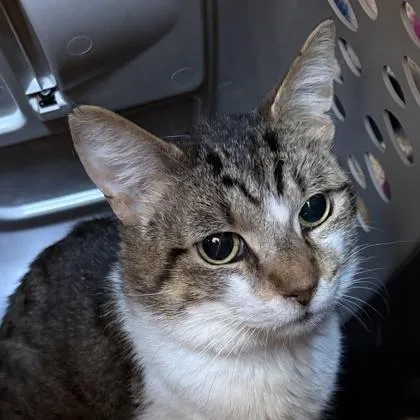 An adult medium-sized male White Domestic Short Hair cat named Baby Monster for adoption in Lansing, MI