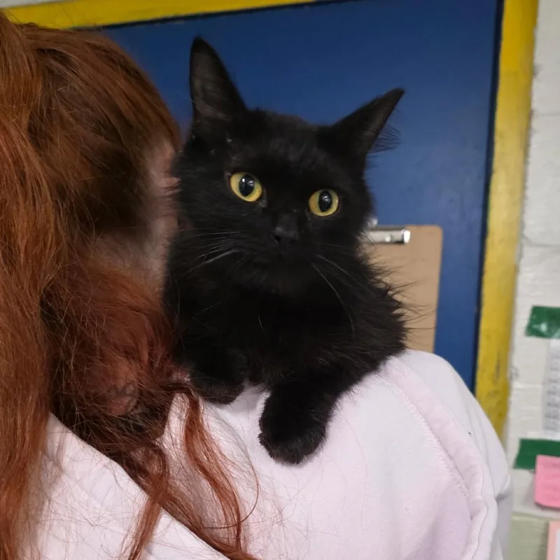 A young medium-sized female Black Domestic Medium Hair cat named Kadabra for adoption in Eureka Springs, AR