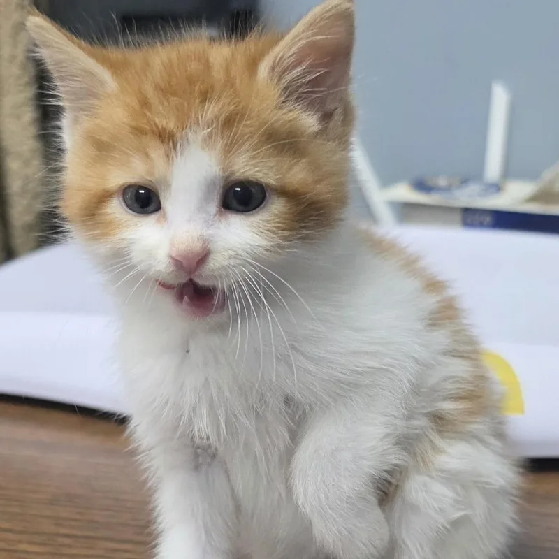 A baby small-sized male Orange / Red Domestic Short Hair cat named Bram for adoption in Marion, VA